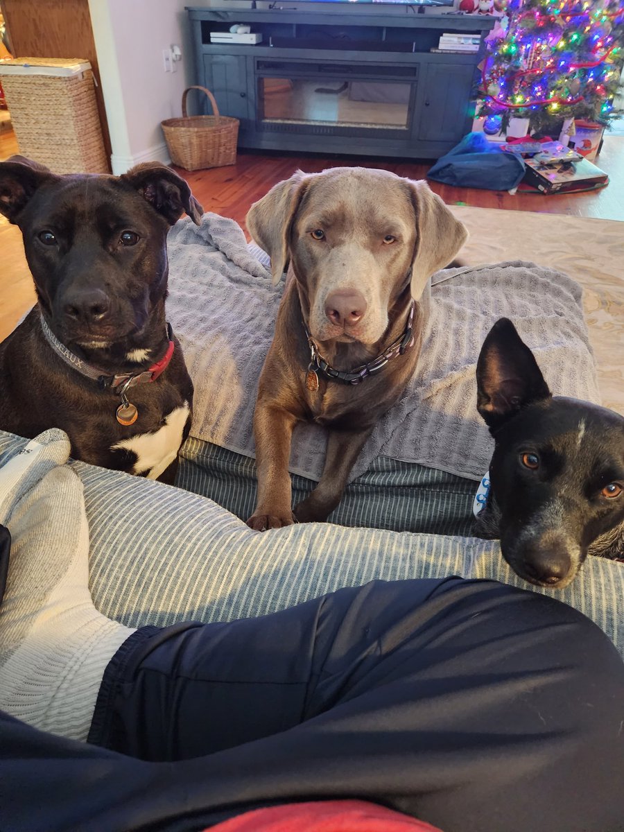 HilliardLarry's tweet photo. @dog_rates https://t.co/MzMvWdwVv4