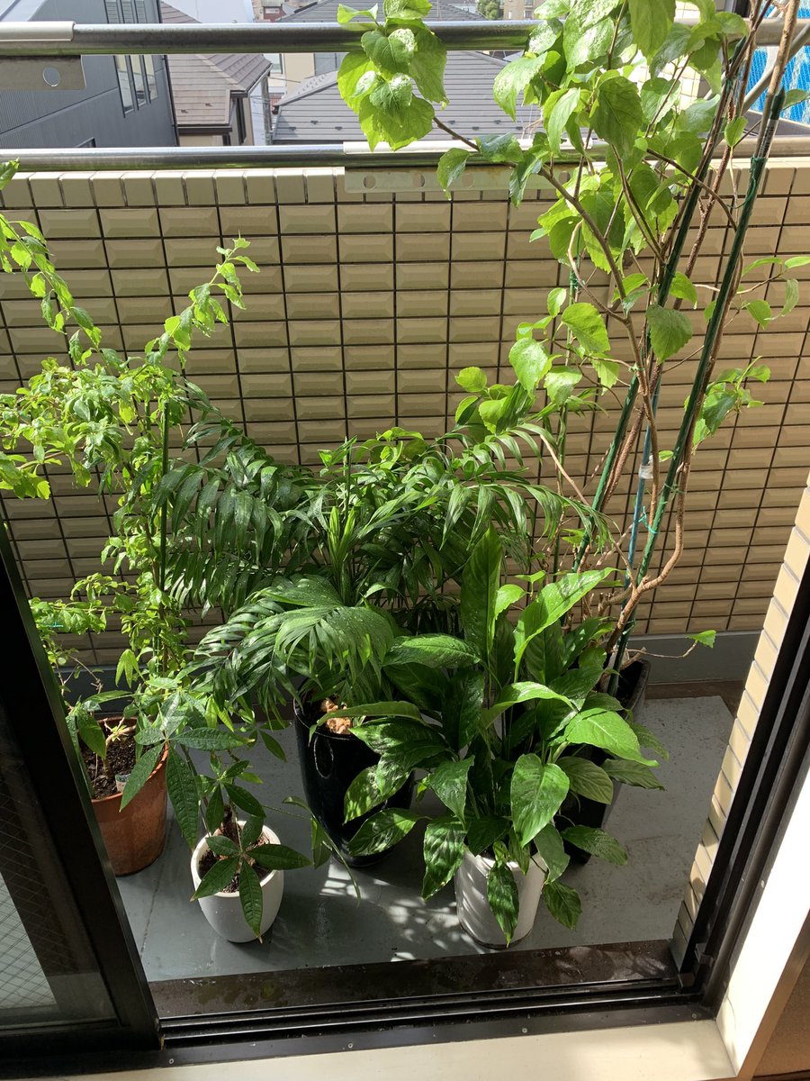 #ガーデニング
#家庭菜園

室内の植物の🪴
日光浴

春らしくなってきた