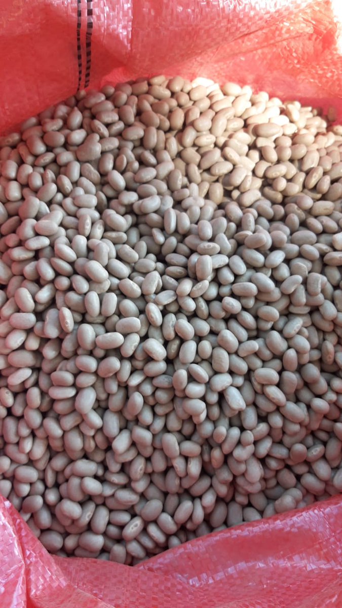 Comenzando una nueva temporada de porotos!!!  
Embalaje 10kg $22.000
Embalaje  25kg $ 47.000
Despachos desde el lunes 27 en adelante.🥰