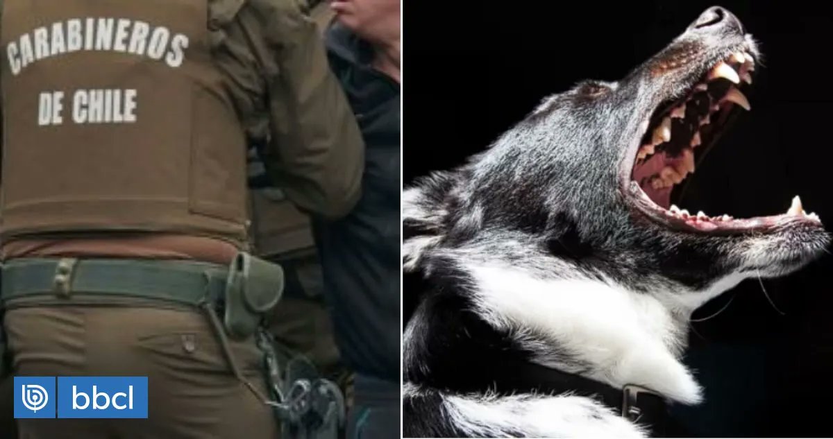 Hombre atacó a carabineros con machete y perro pitbull en Puyehue: fue repelido con un disparo buff.ly/40nNdKA