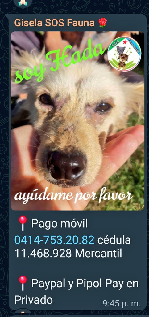 Mary X 🩵🐕🐈 tweet media