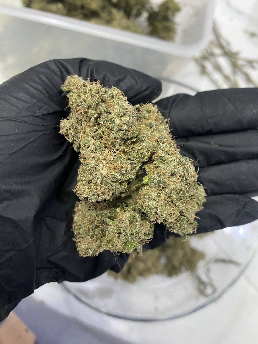 SNying6's tweet photo. #กัญชาต้นฤดู +ขวดโหล
#weedthailand #cannabisindustry #cannabis #weedog
Blue dream 1g =150
Lemon haze 1g = 150
ชนมือได้ที่พระรามสอง 🛵🛵
ไลน์ https://t.co/9NeY56Zx7b
#กัญชาออแกนิค #og #กัญชาพระรามสอง #กัญชากรุงเทพ #กัญชานอก #กัญชา #Weedmob #กัญชาog #ดอกog #ดอกกัญชา #กัญชา https://t.co/3SgDR1grrE