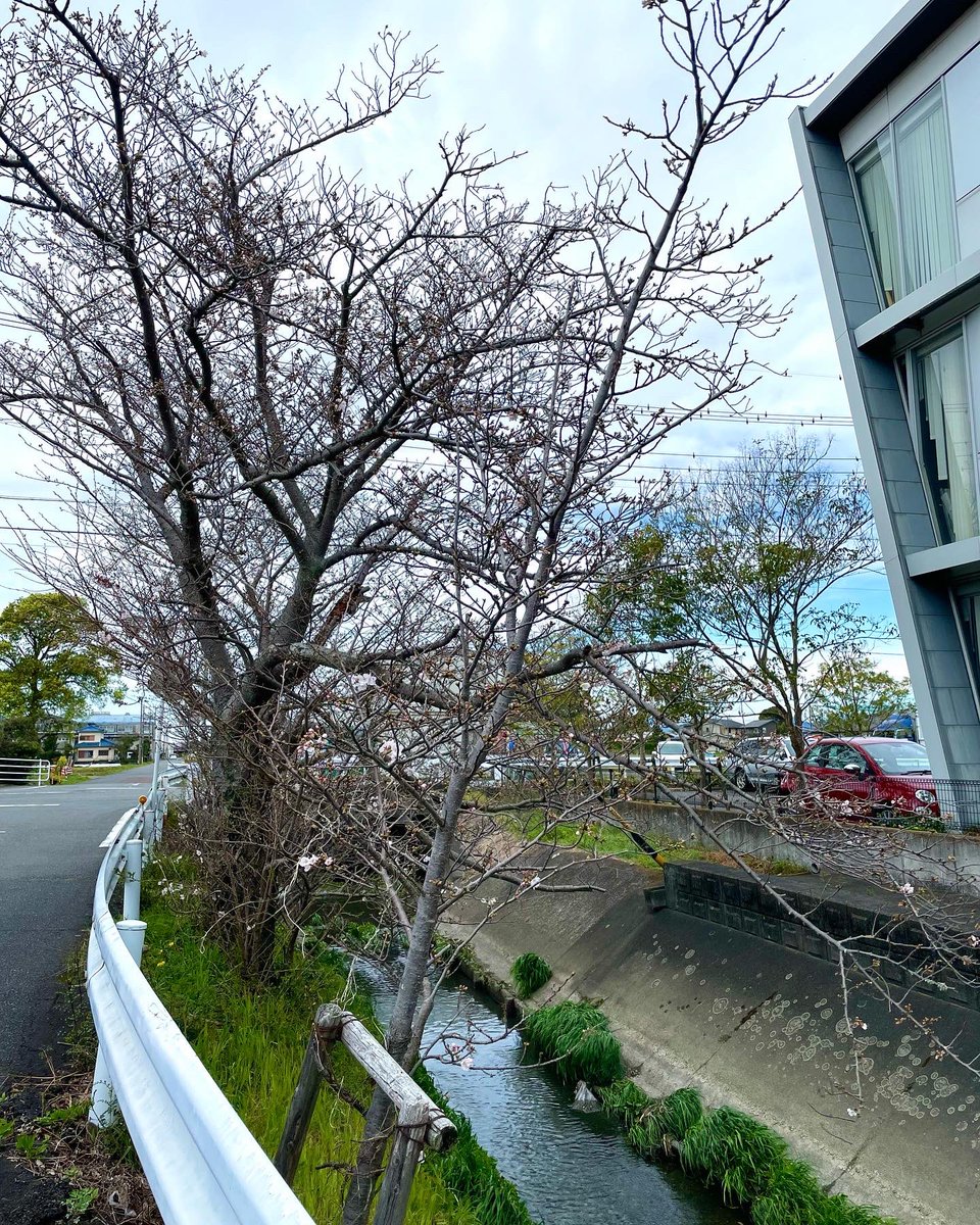 versec_lathe's tweet photo. 桜開花🌸
弊社の事務所棟が完成した時に植えた桜です
15年でここまで大きくなりました
今年も無事開花しました🌸
#桜 #開花 #15年
#春の予感
#鉄工所 #風景 #焼津
#開花宣言
#cherryblossom #bloom
#15th #scentofspring
#ironwork #yaizu https://t.co/2fBvgHEwEO