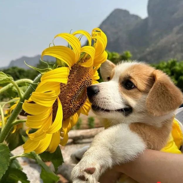 Say yes if you are a corgi lover......🥰
#Corgi #CorgiLover