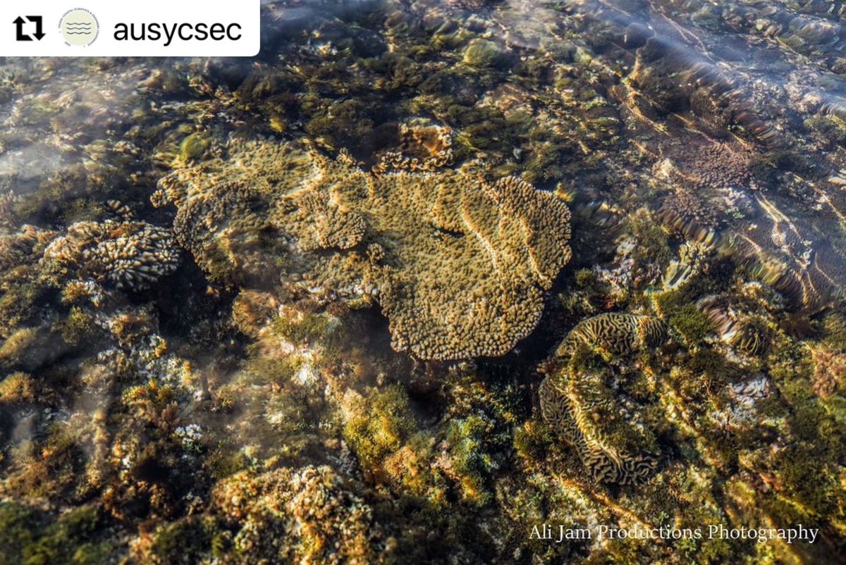 AusYCSEC's tweet photo. #ausycsec2023 Fun Fact Friday! - Norfolk Island located in the Pacific Ocean just off the Australian Queensland Gold Coast between New Zealand and New Caledonia has one of the most southerly coral reefs in the world and is also surrounded by an Australian Marine Park 🐠🐟🪸 https://t.co/paAY2JCgBs