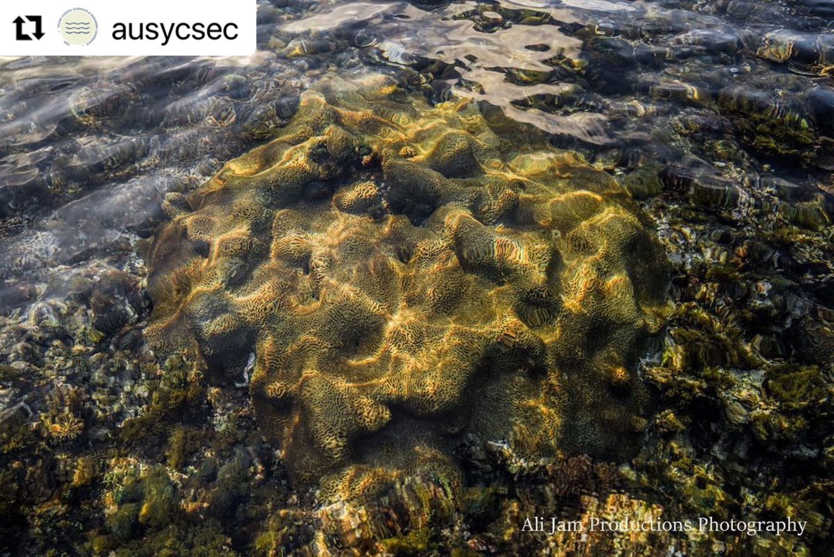 AusYCSEC's tweet photo. #ausycsec2023 Fun Fact Friday! - Norfolk Island located in the Pacific Ocean just off the Australian Queensland Gold Coast between New Zealand and New Caledonia has one of the most southerly coral reefs in the world and is also surrounded by an Australian Marine Park 🐠🐟🪸 https://t.co/paAY2JCgBs