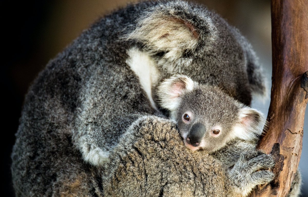 Saving Koalas Fund Community Grants are back for round two, with $5mil available to community groups across Qld, NSW, and the ACT 🐨

Grants can support a range of activities that improve the extent, quality, and connectivity of the koala's habitat. 
More: business.gov.au/grants-and-pro…