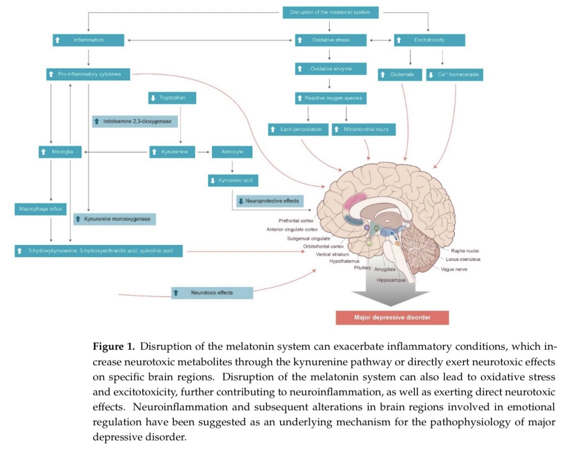 Grimhood's tweet photo. Associations between Melatonin, Neuroinflammation, and Brain Alterations in Depression https://t.co/r7mRVzOwAb

Bright days, dark nights. #BDDN https://t.co/kCsMLBSmk3
