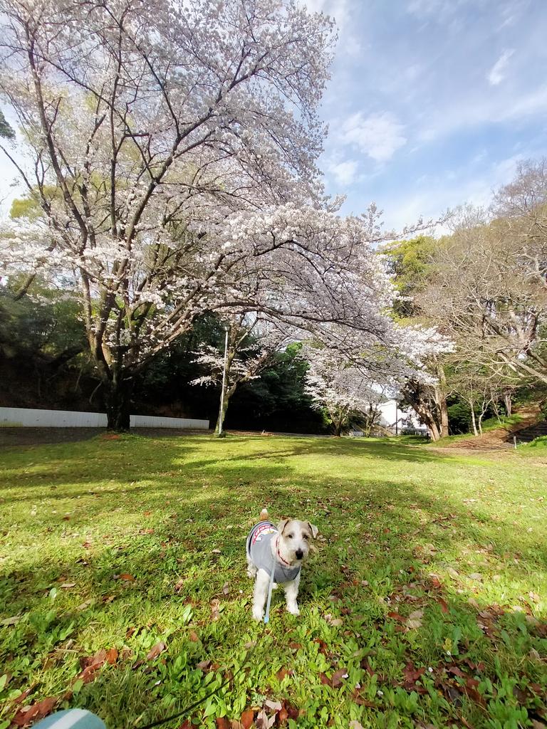 yoshi777coro's tweet photo. 八分咲ソメイヨシノ🌸🌸🌸の大木の下でラッキーの写真撮影をしました📷🤗青空も広がり気持ちいいです✨☺️ https://t.co/vAaFoRpMIE