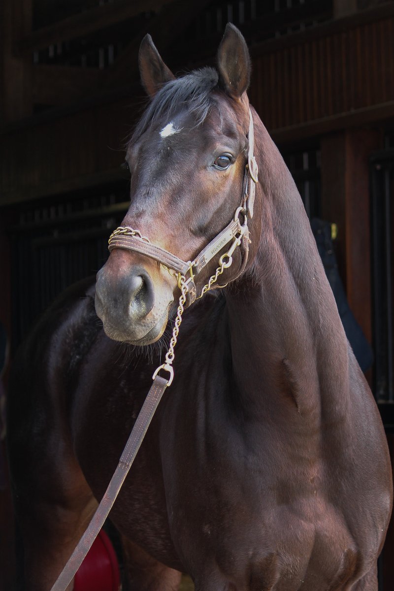 UlwellingRacing's tweet photo. Velocitor headed to ⁦@WoodbineTB⁩ tonight from Margaux farms in Kentucky. #KingsPlate23 https://t.co/5v7Rl4BOo8