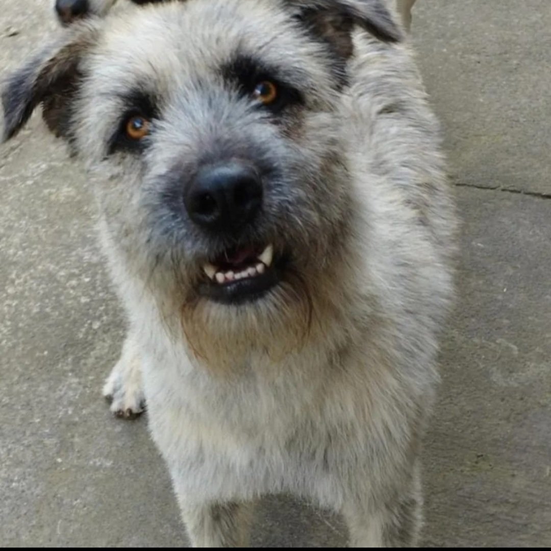 Dcyon's tweet photo. Me Ayudas? Comparte x fa #BuscoCasita #OptaPorAdoptar #AdopcionResponsable #perros #perra #CDMX Hembra 1 año #Esterilizada #Vacunada Info #WhatsApp 5555040979 se lleva con perr@s talla G actividad alta https://t.co/9JgHTf16uX