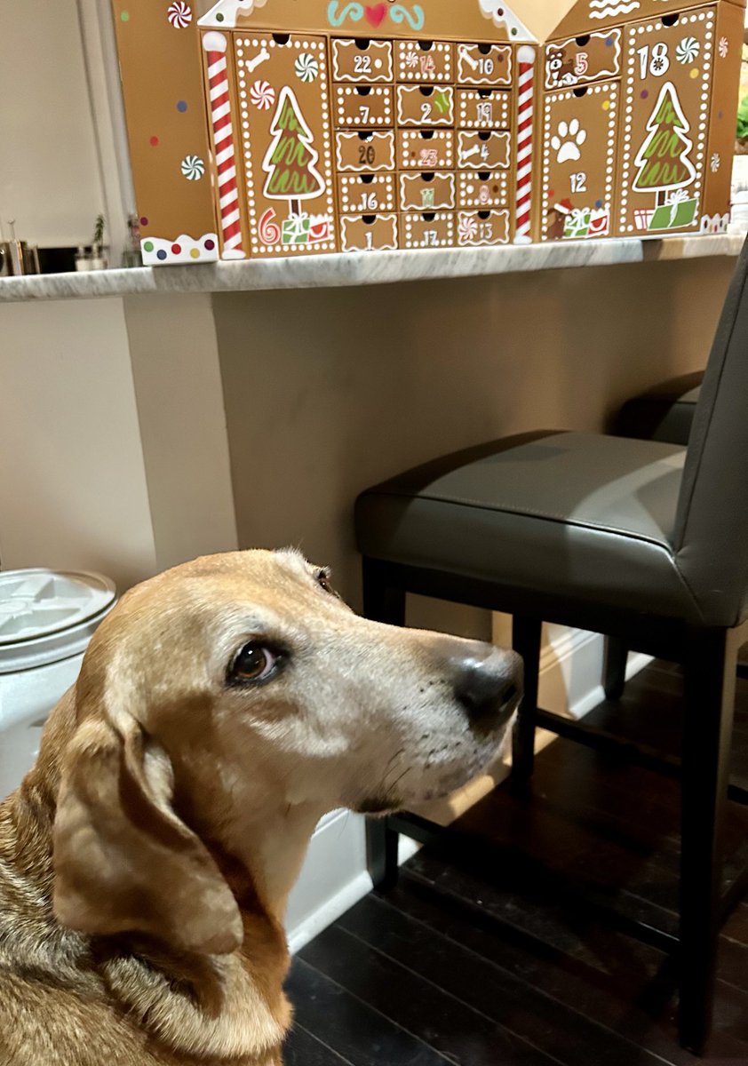 ChristinaBest2's tweet photo. Dogmas calendars are the best.  #nationalpuppyday https://t.co/6BVTYyIlAC