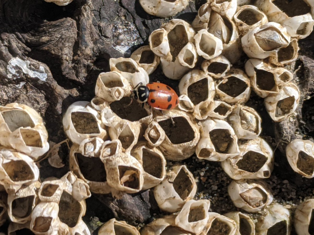 InflammaSean's tweet image. Beachside ladybugs

It&apos;s known that sailors on shore leave can have a one-track mind. But the gal seems bored.

Others headed for Barnacle Bill&apos;s Brewpub, or stared longingly out to sea awaiting their lover&apos;s safe return.

#joyinspring
...#SpringBreak ?