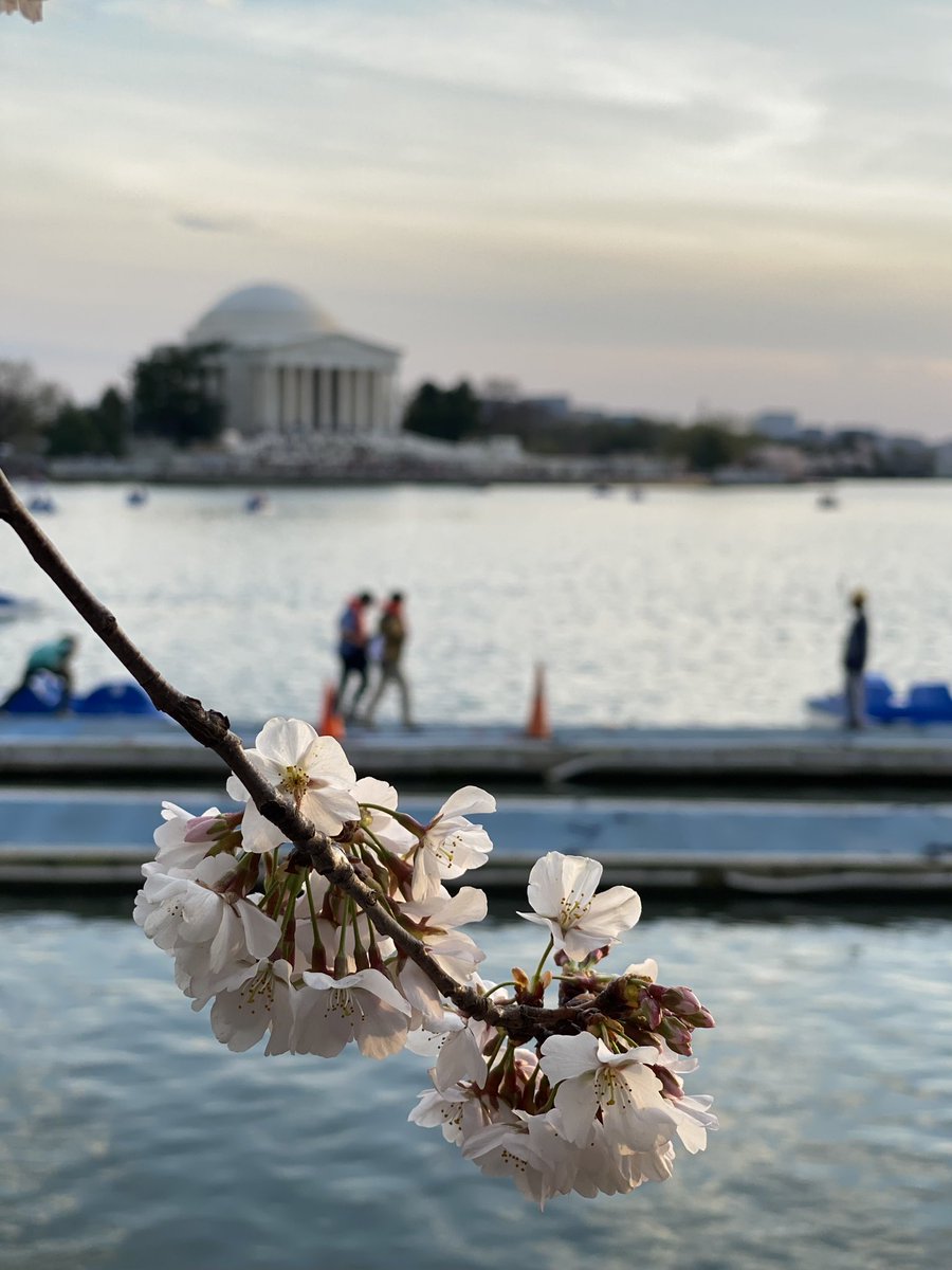 aerenbaum's tweet photo. Really nothing like it 🌸 https://t.co/axZCIN9UPg