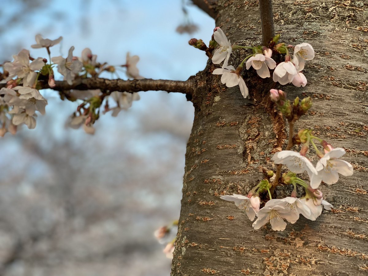 aerenbaum's tweet photo. Really nothing like it 🌸 https://t.co/axZCIN9UPg