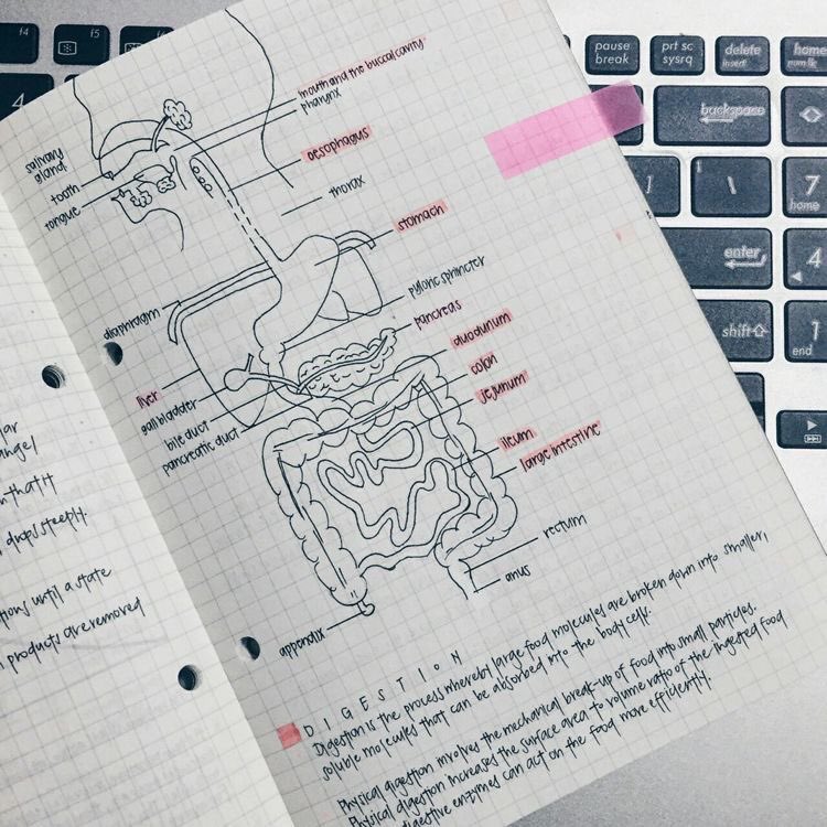 kastudytt's tweet image. └ 𓄹 ❀˚┘#studytwt | #studytwtbr | #collegetwt | 

╰  ka ; 21 anos 
╰  larguei enfermagem na federal pra tentar medicina
╰  foco: enem + usar isso pra me motivar mais

◌༘ ⋆｡˚ | coldplay, michael jackson, queen, filmes animados, biologia e remus lupin.