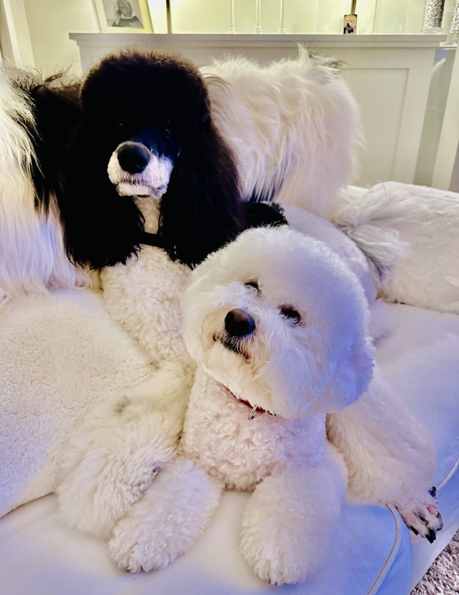 Happy National Pup Day ❤️