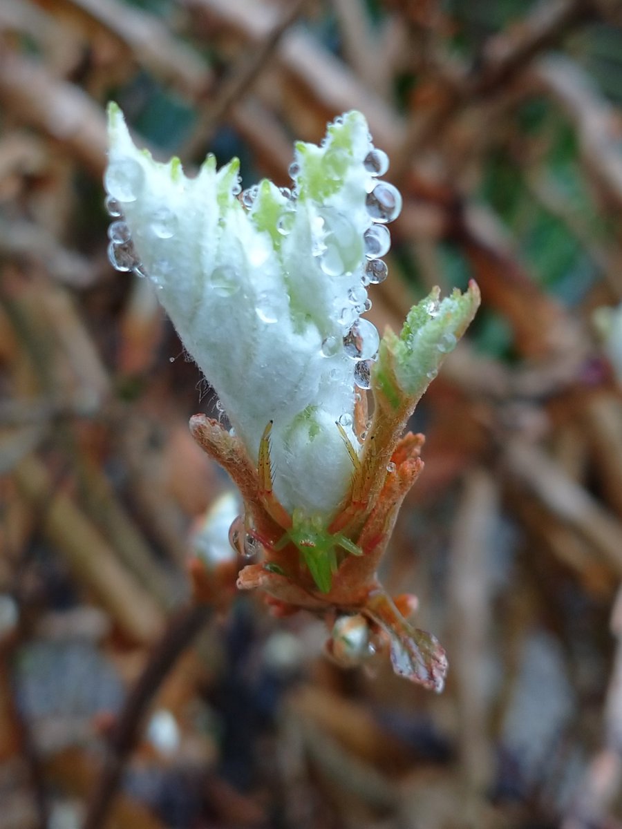 Lot415's tweet image. アジサイの新芽が出始めています。#アジサイ #花