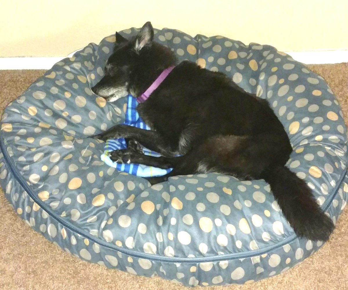 MichaelRizza's tweet photo. Happy #NationalPuppyDay to my 19 year old Puppy "Sabrina" 🐶  She has odd sleeping habits. ❤️ https://t.co/54RuvEaNLp
