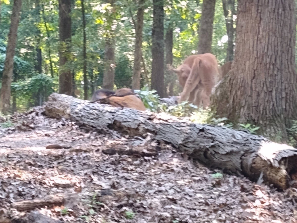 <a href="/Nativeesoul/">NativeAmericanSoul</a> We have a park here in St. Louis, Missouri that has "free roaming" bison.
It's overseen by the St. Louis County Parks &amp; Recreation Dept.
It's free to the public, the name of the park is Lone Elk Park.
Cause it also has "free roaming" Elk too.