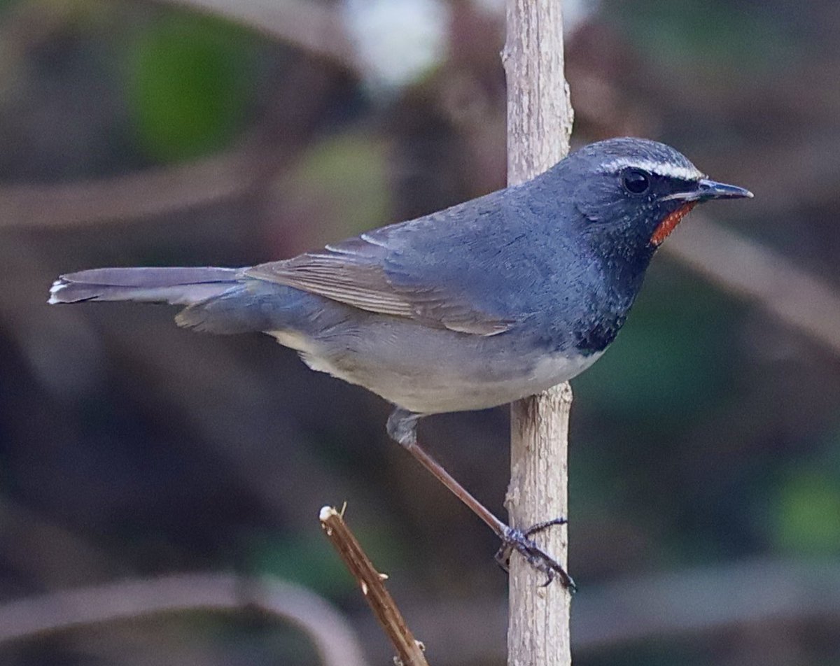 vinita65's tweet photo. A rare find - the Himalayan Rubythroat - here in Sattal. This bird hails from the upper regions of Central Asia including Afghanistan, Kazakhstan and of course all of the upper Himalayas. It rarely descends to low heights. Got lucky yesterday. #himalayanrubythroat https://t.co/raRe4m9sev