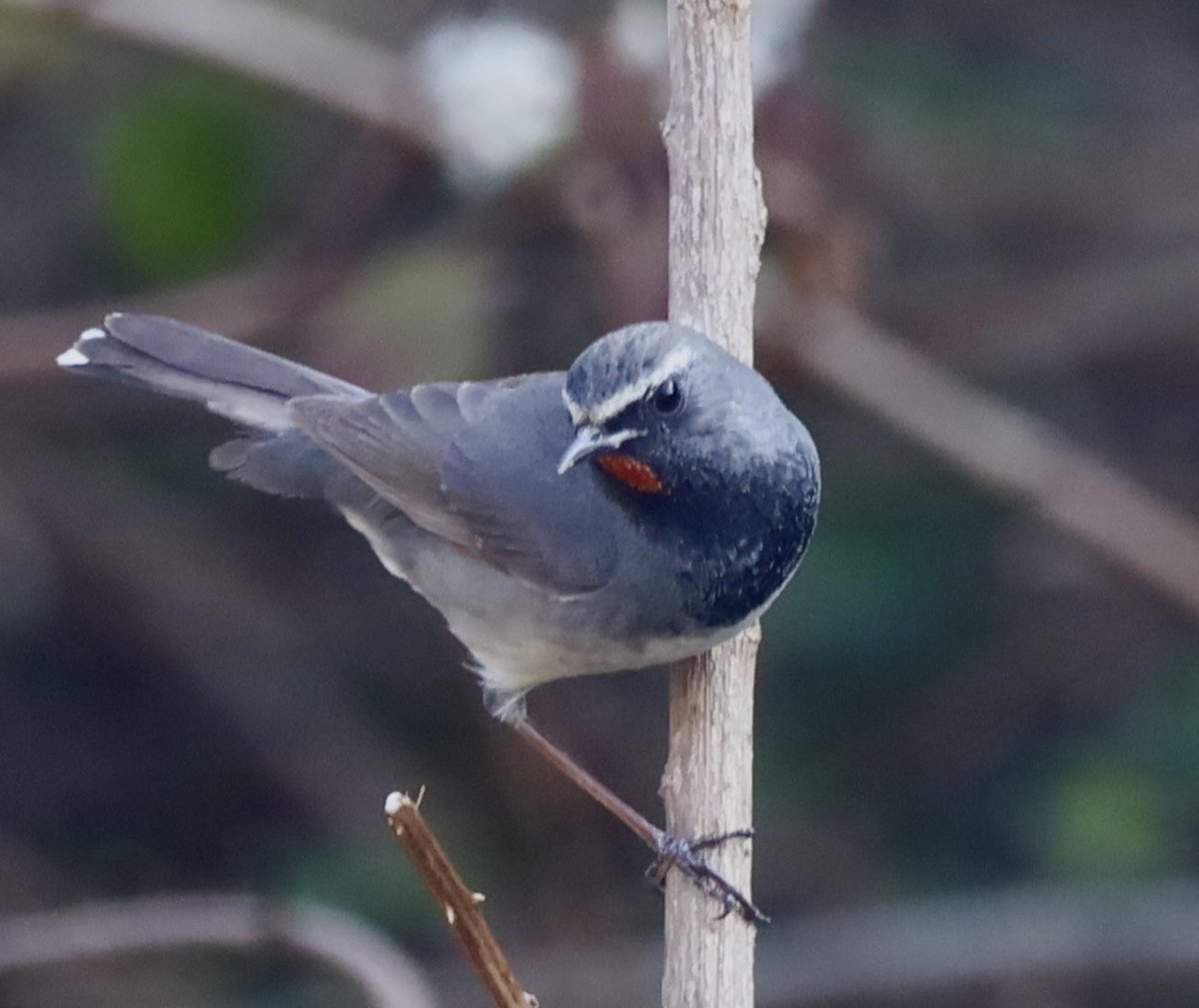 vinita65's tweet photo. A rare find - the Himalayan Rubythroat - here in Sattal. This bird hails from the upper regions of Central Asia including Afghanistan, Kazakhstan and of course all of the upper Himalayas. It rarely descends to low heights. Got lucky yesterday. #himalayanrubythroat https://t.co/raRe4m9sev