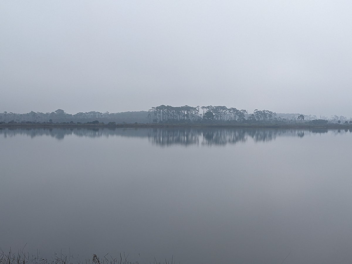 kevinsonger's tweet photo. Mist & smoke across the marsh. Thinking the #ivorybilled woodpecker adventures await up in the swamps. #forestbathing #ASMR https://t.co/bTpy4pL6uy