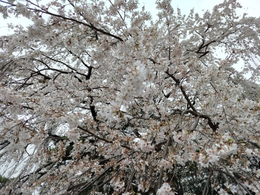 Google アプリのコラージュ