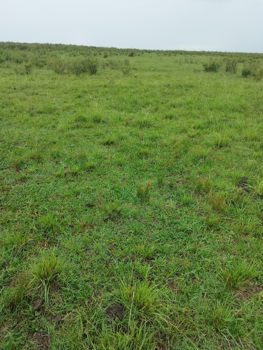 luis_carrau's tweet photo. 90 mm y 25 días, que rápida respuesta del campo natural, el recurso que ha permitido tener ganadería en Uruguay hace 400 años. https://t.co/EtIHu8ehkJ