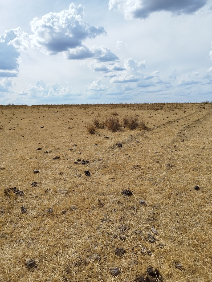 luis_carrau's tweet photo. 90 mm y 25 días, que rápida respuesta del campo natural, el recurso que ha permitido tener ganadería en Uruguay hace 400 años. https://t.co/EtIHu8ehkJ