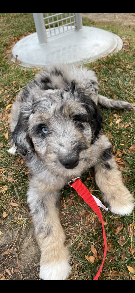 Happy National Puppy Day to our snow shovelling, shoe eating, snow eating ball of energy!#NationalPuppyDay