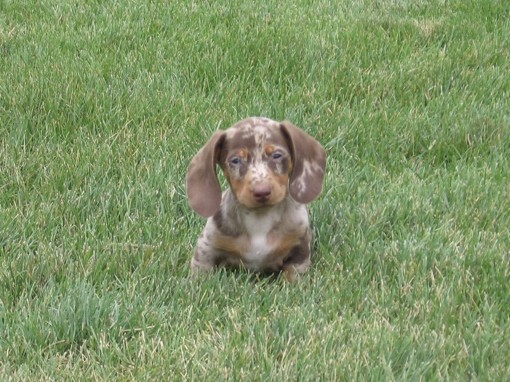 Jbcfolk's tweet photo. @dog_rates herbie ❤️ https://t.co/zNaSzH4Urj
