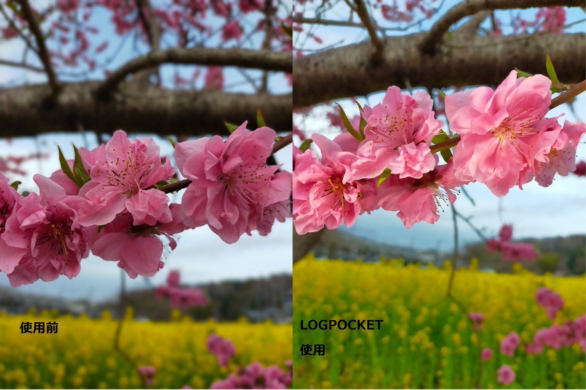 LogP_aitec's tweet photo. ぜひ外出時にお花の写真を撮る際にも、LOG POCKETを使ってみて下さい。
実際に見た時の花本来の色を撮影することができます。
Amazonにて販売中
https://t.co/B7fVox8wwi
ふるさと納税に4月以降登録予定
#桃 #桜 #春 #logpocket
#新製品 #Makuake #Amazon #japan
#Aitecsystem #アイテックシステム https://t.co/3IlQlDZAoC