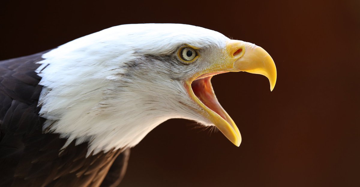 RedaHf4's tweet photo. There is an eagle in me that wants to sour
#الرياضة_في_قبضة_المافيا_بالمغرب https://t.co/KY3Z0FulCn