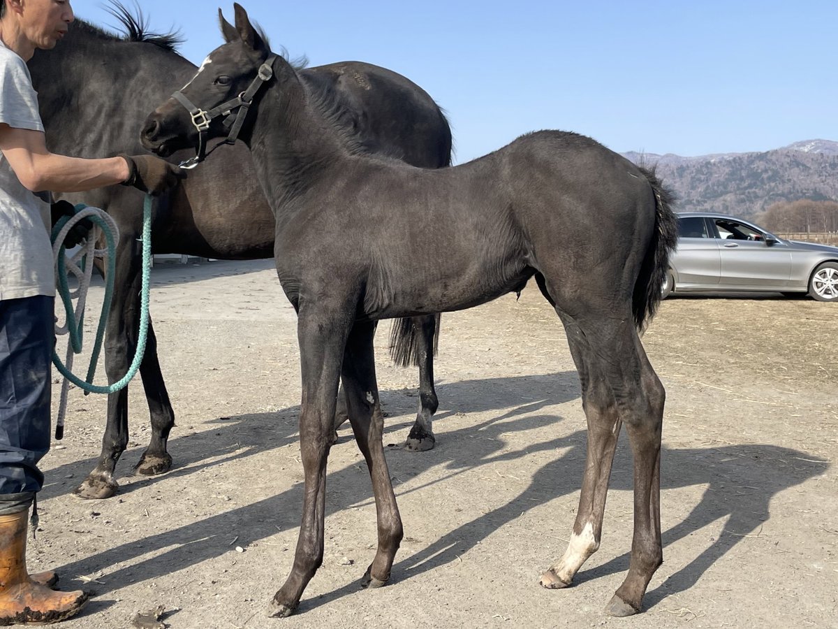 クロコスミアとコントレイルの牝馬‼️
あぁ　夢が広がる🥺
母の忘れ物　エリザベス女王杯に出てくれば号泣間違いなし😭です 