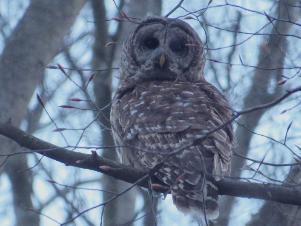 ErinPant's tweet photo. Sunset walk at the neighborhood lake with lots of highlights - Tundra Swans, Northern Shovelers, Blue-winged teal and Barred Owls! 

#birding #birdphotography #BirdsSeenIn2023 https://t.co/pOuxtqTjey