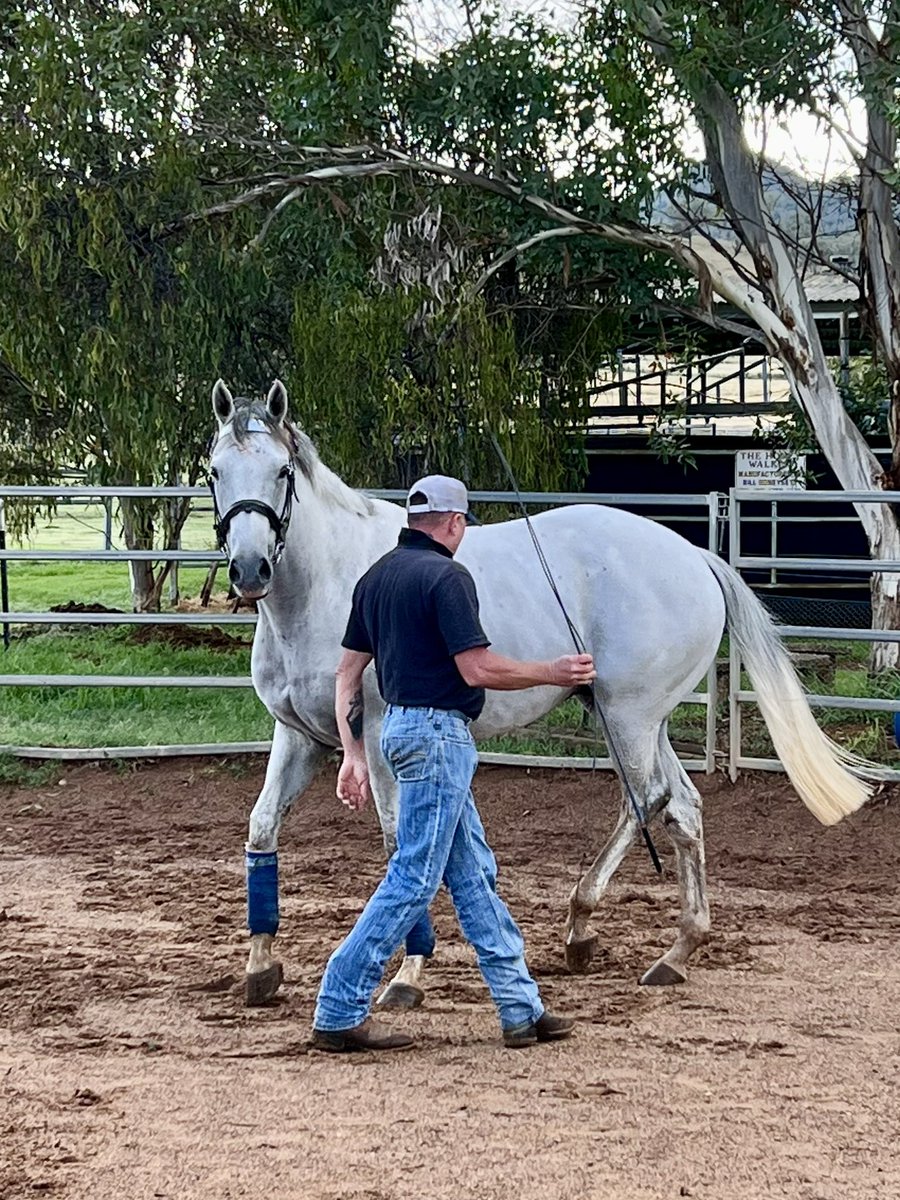 A morning of Liberty training for our very own off the track project Andaz 💎 ex @cwallerracing @mcevoymitchell #offthetrackhorses #lifeafterracing