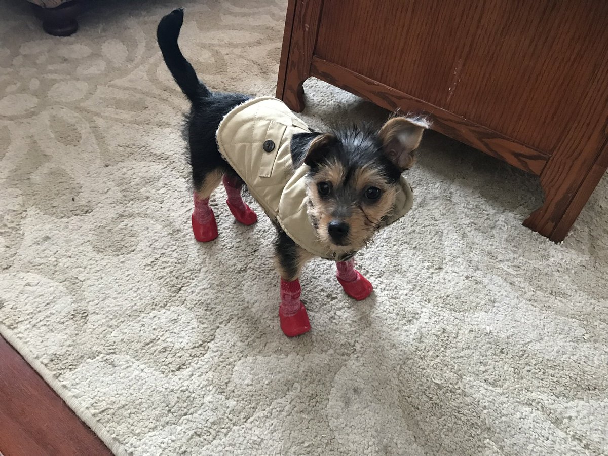 JennPetree's tweet image. #happypuppyday #rubyrow #chorkie