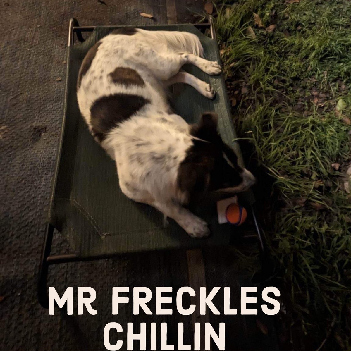RoCoGB's tweet image. FREEDOM PLEDGE COLLECTION
💚MR FRECKLES💚
#A349643
Saved by
WASR - Western Australian Shepherd Rescue TX😇
Mr FRECKLES is now chillin with his Foster in Austin TX🙏
We’re so grateful for your pledges♥️
Plz honour entering Rescue Email via PayPal™
texaswasr@gmail.com