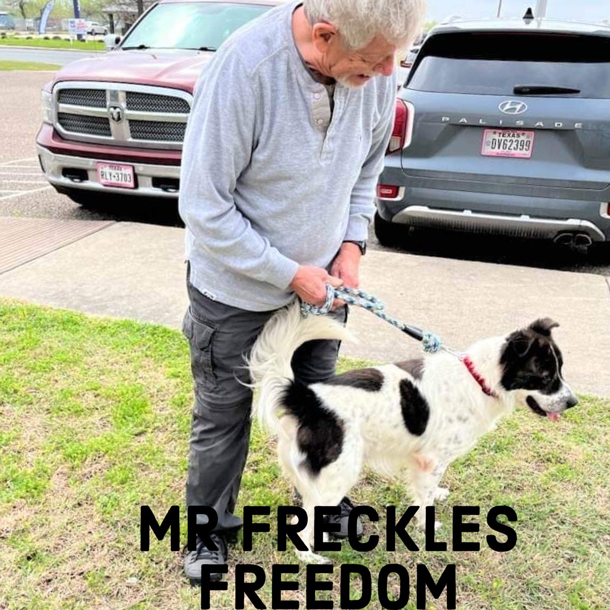 RoCoGB's tweet image. FREEDOM PLEDGE COLLECTION
💚MR FRECKLES💚
#A349643
Saved by
WASR - Western Australian Shepherd Rescue TX😇
Mr FRECKLES is now chillin with his Foster in Austin TX🙏
We’re so grateful for your pledges♥️
Plz honour entering Rescue Email via PayPal™
texaswasr@gmail.com