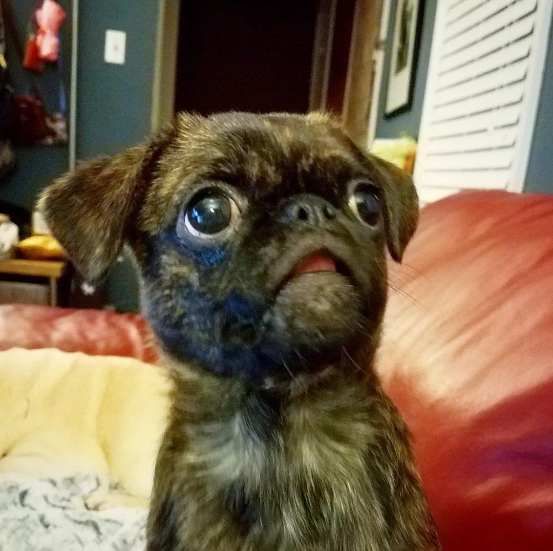 funaek's tweet photo. I know I've posted this many times before, but this is probably the best photo of Monkey that will ever exist. (And back when her head was proportionate to her body) #monkadoodledoo #throwbackthursday #nationalpuppyday #muppetpug #muppetface https://t.co/EikMXlrIlD