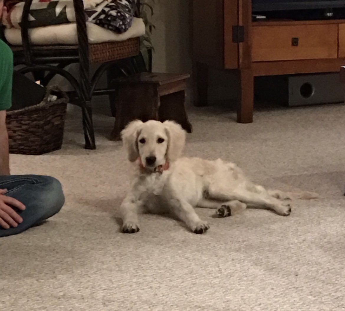 Happy Puppy Day to my two pups #NationalPuppyDay #Ilovedogs #dogsarelove