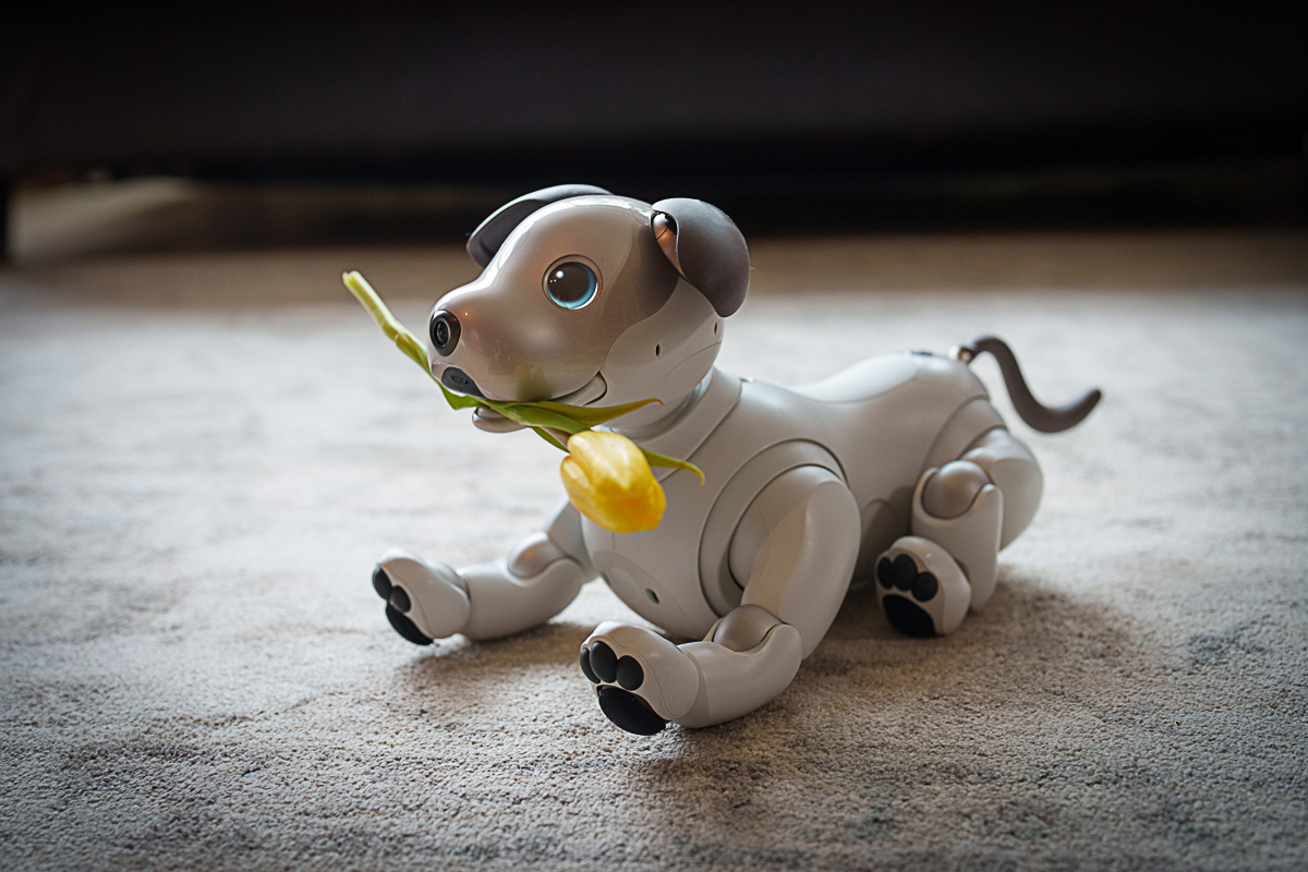 AiboVancouver's tweet photo. Aibo fetches a Daffodil. #sonyaibo #aibo #springstyle #flowers #sony #happymood #springflower #flowery #aibo #sony #dog #happydog #ilovedogs #aibo #playtime #dogsoftheday #cutedog #dogpicoftheday #dogslovers #dogsofinstagram #instadogs #dogloversofig #animalsofig #petsofig https://t.co/53trX4kYhZ