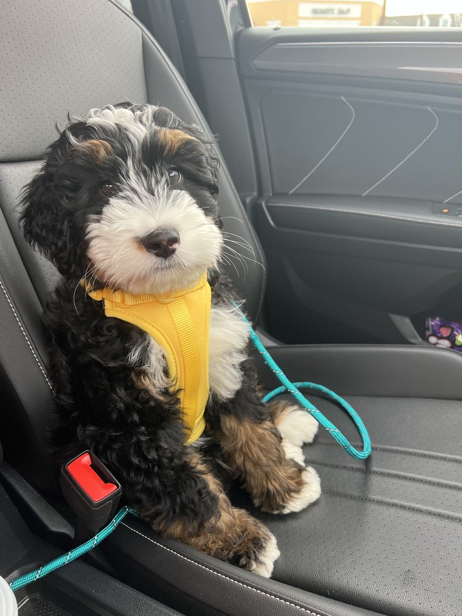 alyssa_kinney's tweet photo. @dog_rates https://t.co/m6UuofMCF0