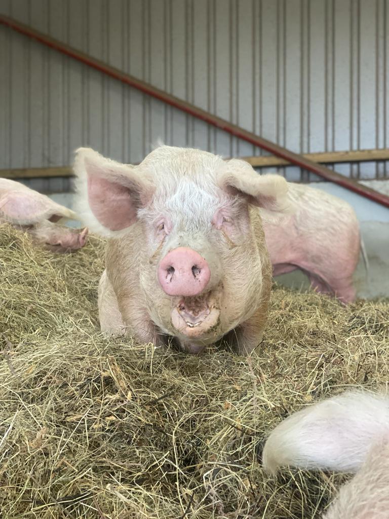 Happiness is a happy pig 🐷 No need to harm them, when you can get so much enjoyment from just seeing them happy! 🤗 Join our piggy care club so we can look after all of our pigs and keep our sanctuary going 🙏 globalvegancrowdfunder.org/pigoneer-2000-… #vegan #AnimalRights #pigs #AnimalLovers