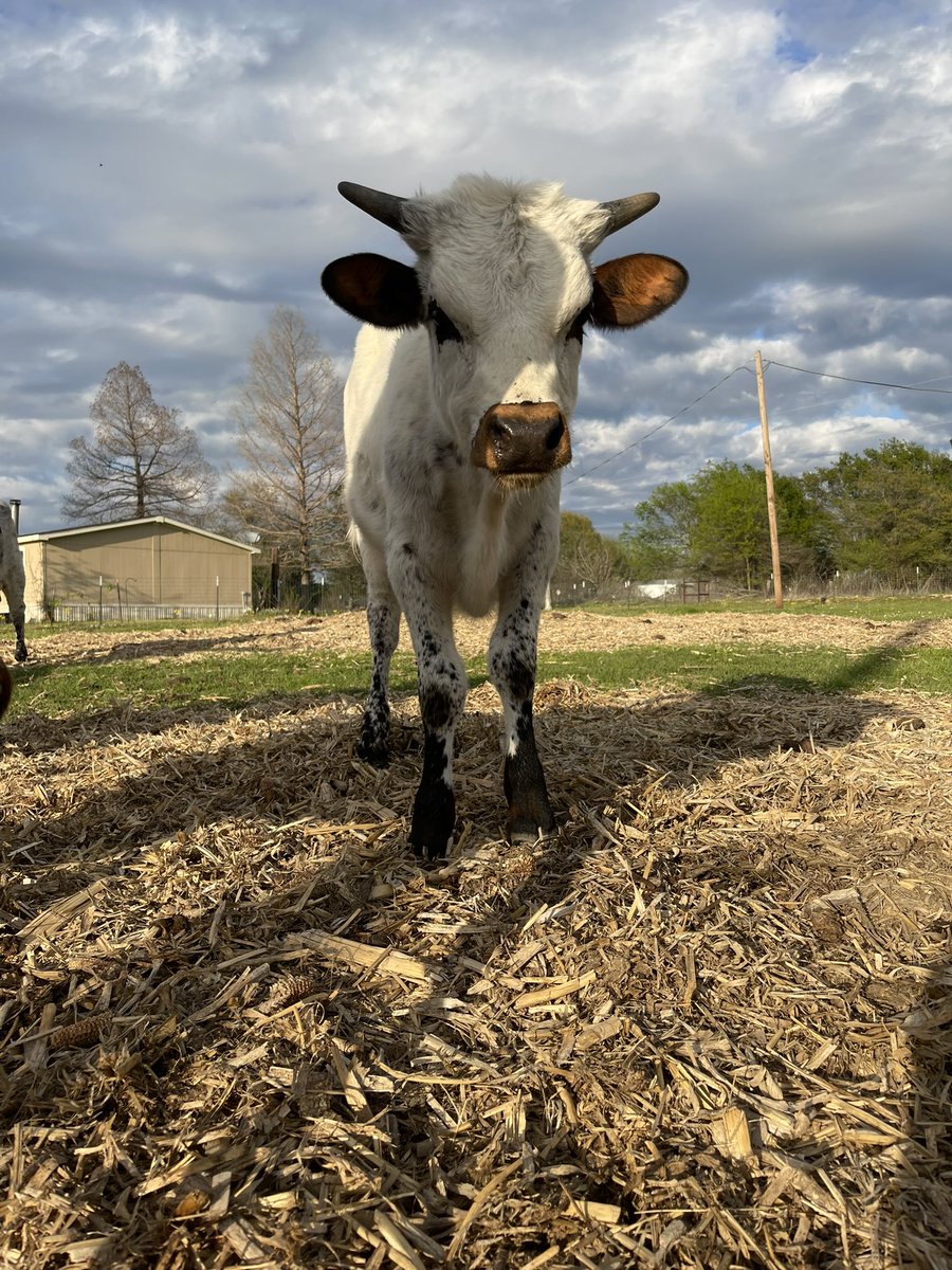 Stormy and Dreamer dump 🤍