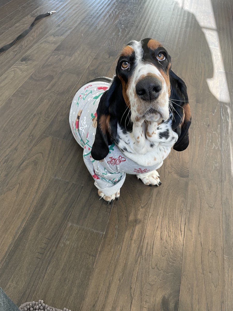 MundyRenee's tweet photo. @dog_rates Penny would like you to remove this ridiculous sweatshirt the kids applied in honor of puppy day https://t.co/ZNDjWqPs3B