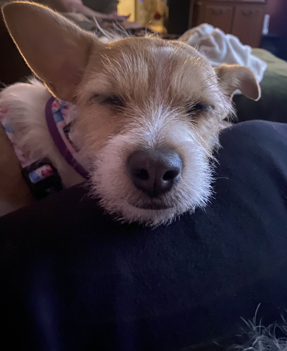 THahn74's tweet photo. @dog_rates Hazel(nut) and Peanut, 2 rescue pups from @pa_pitstop , say Happy National Puppy Day! https://t.co/giJwubaDWT