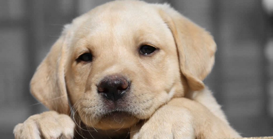 OfficialHuiWaa's tweet photo. Happy #NationalPuppyDay. https://t.co/zXToyPkhEW