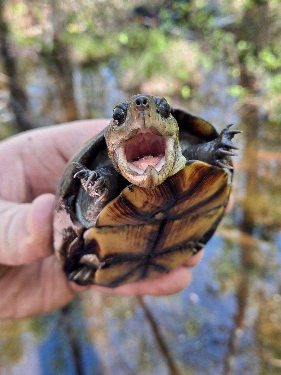 Ben Stegenga tweet media